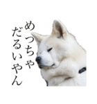 秋田犬、こはくの関西弁スタンプやで。弐（個別スタンプ：16）