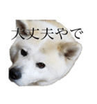 秋田犬、こはくの関西弁スタンプやで。弐（個別スタンプ：17）