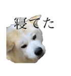 秋田犬、こはくの関西弁スタンプやで。弐（個別スタンプ：22）