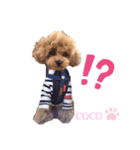 といぷーのcoco（個別スタンプ：6）