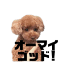 トイプードルEVEの色々スタンプ①（個別スタンプ：19）