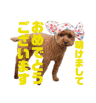 トイプードルEVEの色々スタンプ①（個別スタンプ：30）