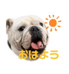 ブルドックの伝助くんとゆかいななかまたち（個別スタンプ：1）