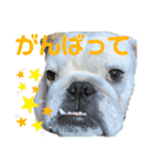 ブルドックの伝助くんとゆかいななかまたち（個別スタンプ：16）