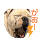 ブルドックの伝助くんとゆかいななかまたち（個別スタンプ：21）