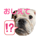 ブルドックの伝助くんとゆかいななかまたち（個別スタンプ：23）
