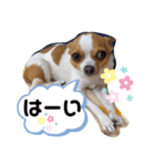 うちのちぃちゃん♡②（個別スタンプ：2）