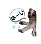 うちのちぃちゃん♡②（個別スタンプ：10）