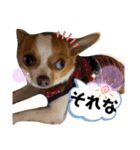 うちのちぃちゃん♡②（個別スタンプ：12）