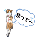 うちのちぃちゃん♡②（個別スタンプ：13）