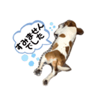 うちのちぃちゃん♡②（個別スタンプ：15）