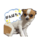 うちのちぃちゃん♡②（個別スタンプ：24）