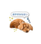 メルくんの日常①（個別スタンプ：4）