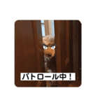 メルくんの日常①（個別スタンプ：24）