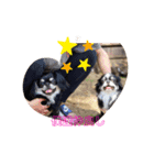 チワワブラザーズ⭐️（個別スタンプ：1）