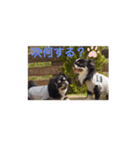 チワワブラザーズ⭐️（個別スタンプ：3）