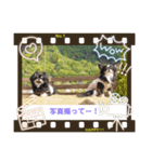 チワワブラザーズ⭐️（個別スタンプ：4）
