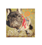 Siam furench（個別スタンプ：5）
