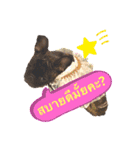 Siam furench（個別スタンプ：7）