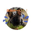 Siam furench（個別スタンプ：9）