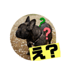 Siam furench（個別スタンプ：17）