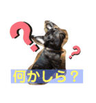 Siam furench（個別スタンプ：19）