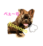 Siam furench（個別スタンプ：22）