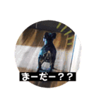 Siam furench（個別スタンプ：24）