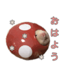 ハムスターのあいさつ言葉（個別スタンプ：1）