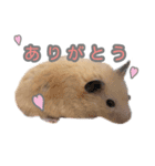 ハムスターのあいさつ言葉（個別スタンプ：10）