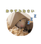 ハムスターのあいさつ言葉（個別スタンプ：12）