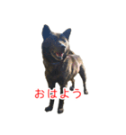 甘えんぼうな甲斐犬のスタンプ（個別スタンプ：1）