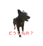 甘えんぼうな甲斐犬のスタンプ（個別スタンプ：2）
