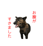甘えんぼうな甲斐犬のスタンプ（個別スタンプ：6）