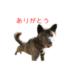 甘えんぼうな甲斐犬のスタンプ（個別スタンプ：8）