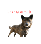 甘えんぼうな甲斐犬のスタンプ（個別スタンプ：9）