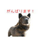 甘えんぼうな甲斐犬のスタンプ（個別スタンプ：10）