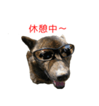 甘えんぼうな甲斐犬のスタンプ（個別スタンプ：11）