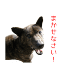 甘えんぼうな甲斐犬のスタンプ（個別スタンプ：13）