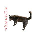 甘えんぼうな甲斐犬のスタンプ（個別スタンプ：14）