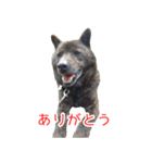 甘えんぼうな甲斐犬のスタンプ（個別スタンプ：16）
