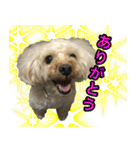 トイプードル ウオッカの日常（個別スタンプ：1）