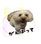 トイプードル ウオッカの日常（個別スタンプ：6）