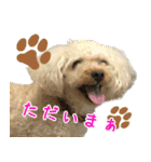 トイプードル ウオッカの日常（個別スタンプ：12）