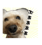 トイプードル ウオッカの日常（個別スタンプ：18）