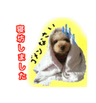 トイプードル ウオッカの日常（個別スタンプ：26）