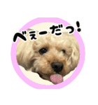 トイプードル ウオッカの日常（個別スタンプ：35）