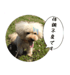 トイプードル ウオッカの日常（個別スタンプ：37）