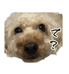トイプードル ウオッカの日常（個別スタンプ：38）