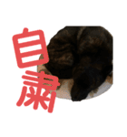 天佑 自粛ver（個別スタンプ：8）